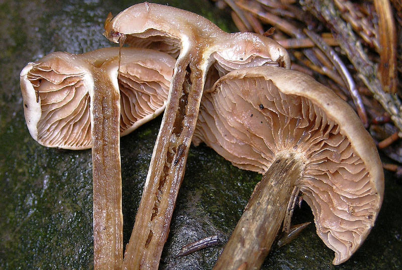 Hebeloma mesophaeum
